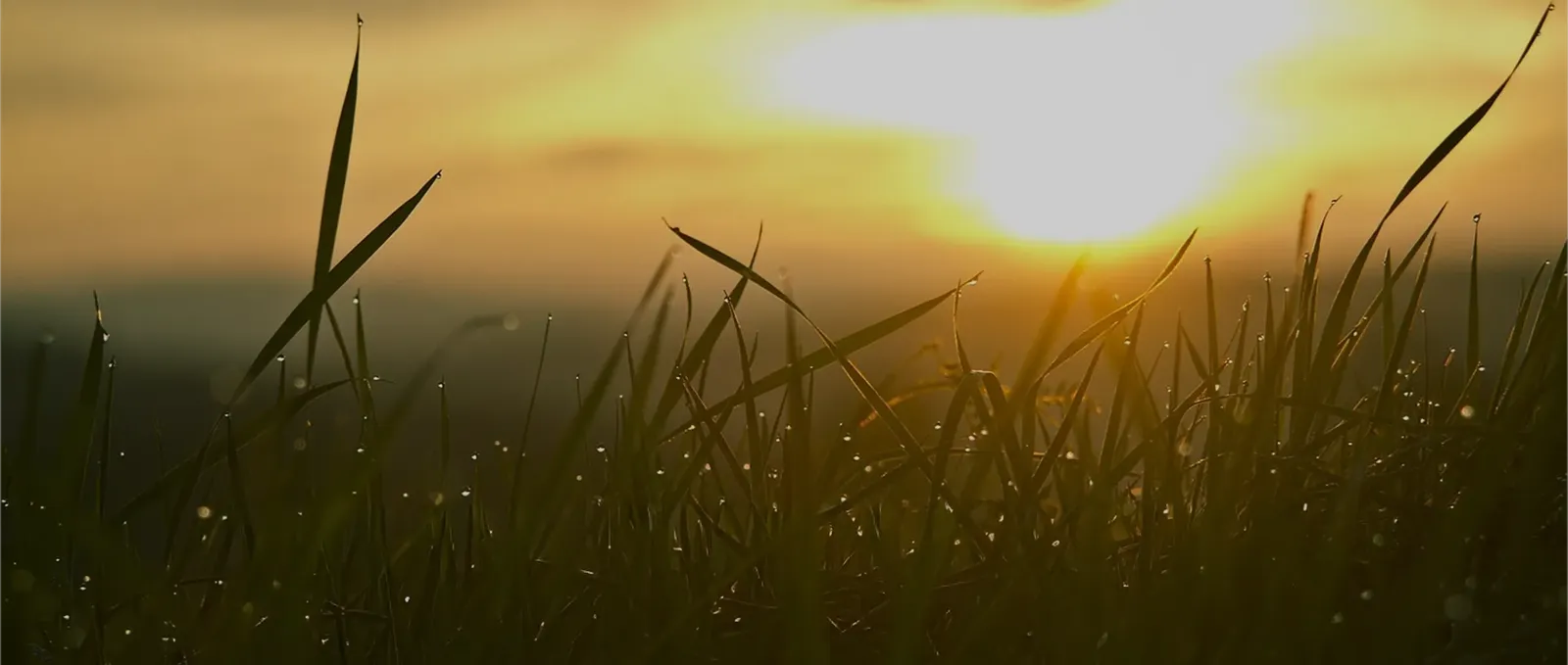 Imagen de fondo de la página de inicio